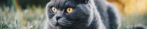 https://forumupload.ru/uploads/001c/55/b9/91/881801.png