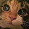 https://forumupload.ru/uploads/001c/5e/11/11/471764.png