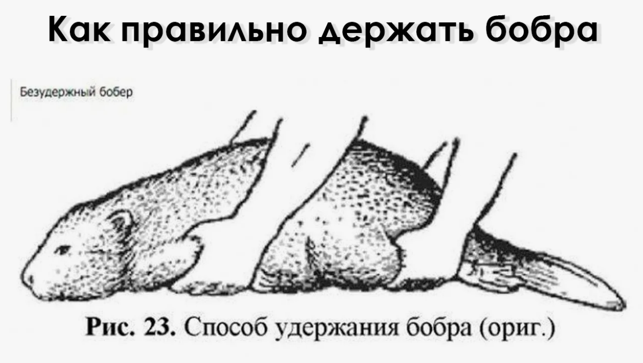 https://forumupload.ru/uploads/001c/61/12/7/717608.png