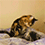 https://forumupload.ru/uploads/001c/70/51/3/154691.gif