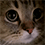 https://forumupload.ru/uploads/001c/70/51/3/254656.gif