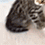 https://forumupload.ru/uploads/001c/70/51/3/60737.gif
