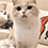 https://forumupload.ru/uploads/001c/70/51/3/714563.gif
