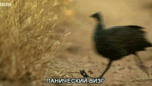 https://forumupload.ru/uploads/001c/74/74/24/841605.png