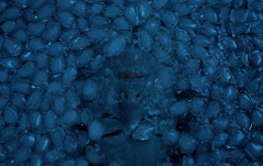 https://forumupload.ru/uploads/001c/76/cb/67/t190995.gif