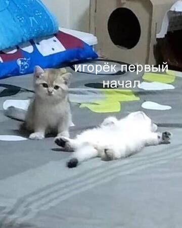 https://forumupload.ru/uploads/001c/7a/06/15/t473934.jpg