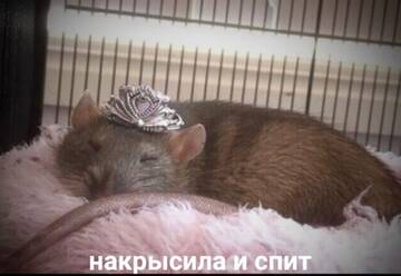 https://forumupload.ru/uploads/001c/7a/06/15/t605213.jpg