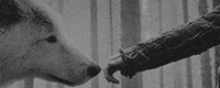 https://forumupload.ru/uploads/001c/7a/21/2/542642.gif