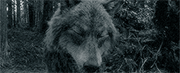 https://forumupload.ru/uploads/001c/7c/f3/5/877858.gif